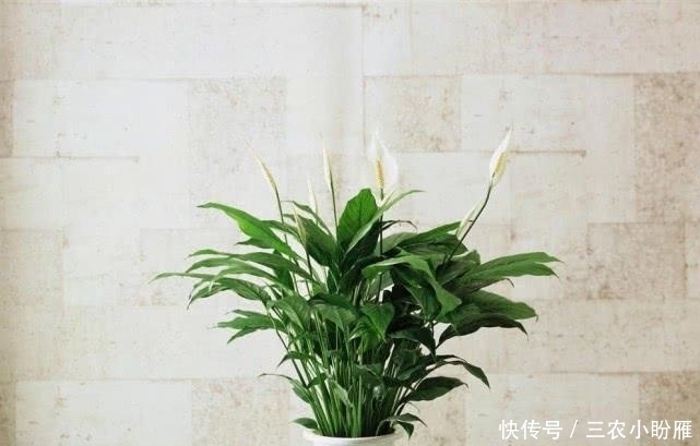 白掌这么养, 长疯了, 开花特别多