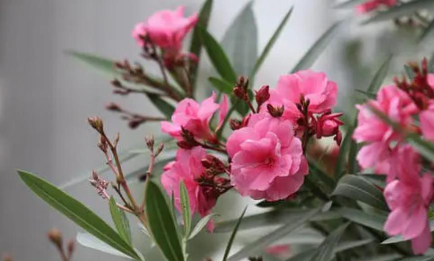 滴水观音|6种“娇艳”花,汁液剧毒,家里有的赶紧搬出去,你家养了几种?