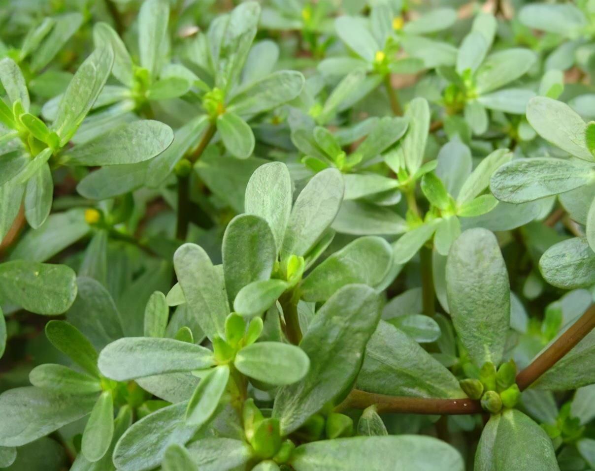 健康|冬天推荐多吃3种食物,补充营养、增强体质,谁吃谁受益!