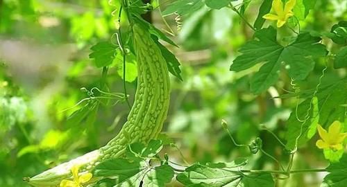 高温|三伏天防高温中暑，奶奶叮嘱我：多吃“1豆3瓜”，清热解暑过夏天