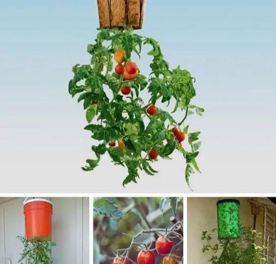 植物|没地种花种菜,没时间浇水几个塑料瓶就能解决,DIY变废为宝