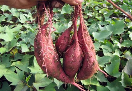 红薯当主食能够起到降糖作用吗？今天就给大家科普一下！