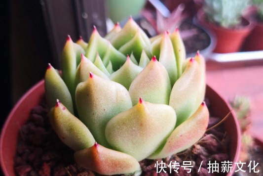 花箭|多肉开花后,赶紧剪掉,不然母株会死掉!