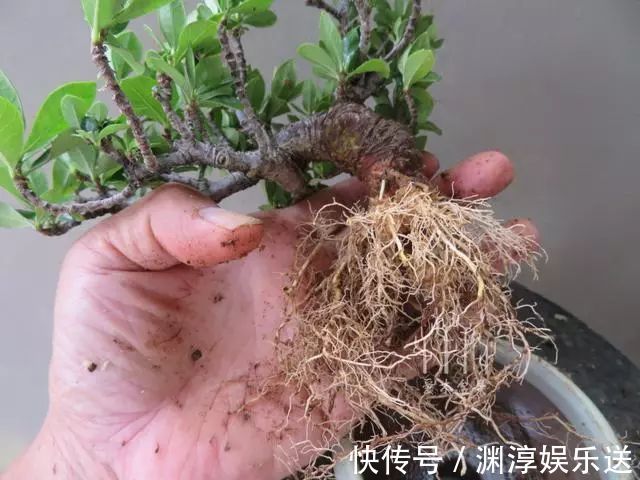 矿泉水瓶有“大作用”,10个“用法”最经典,可以种豆芽、养花