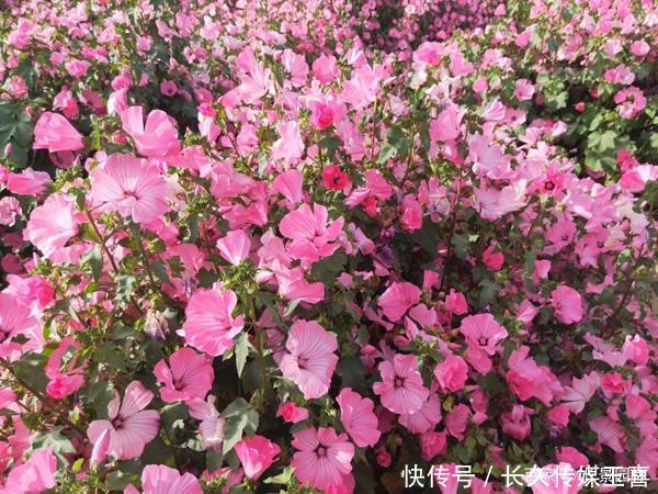 耐寒植物推荐花葵 快资讯 耐寒植物推荐花葵 快资讯