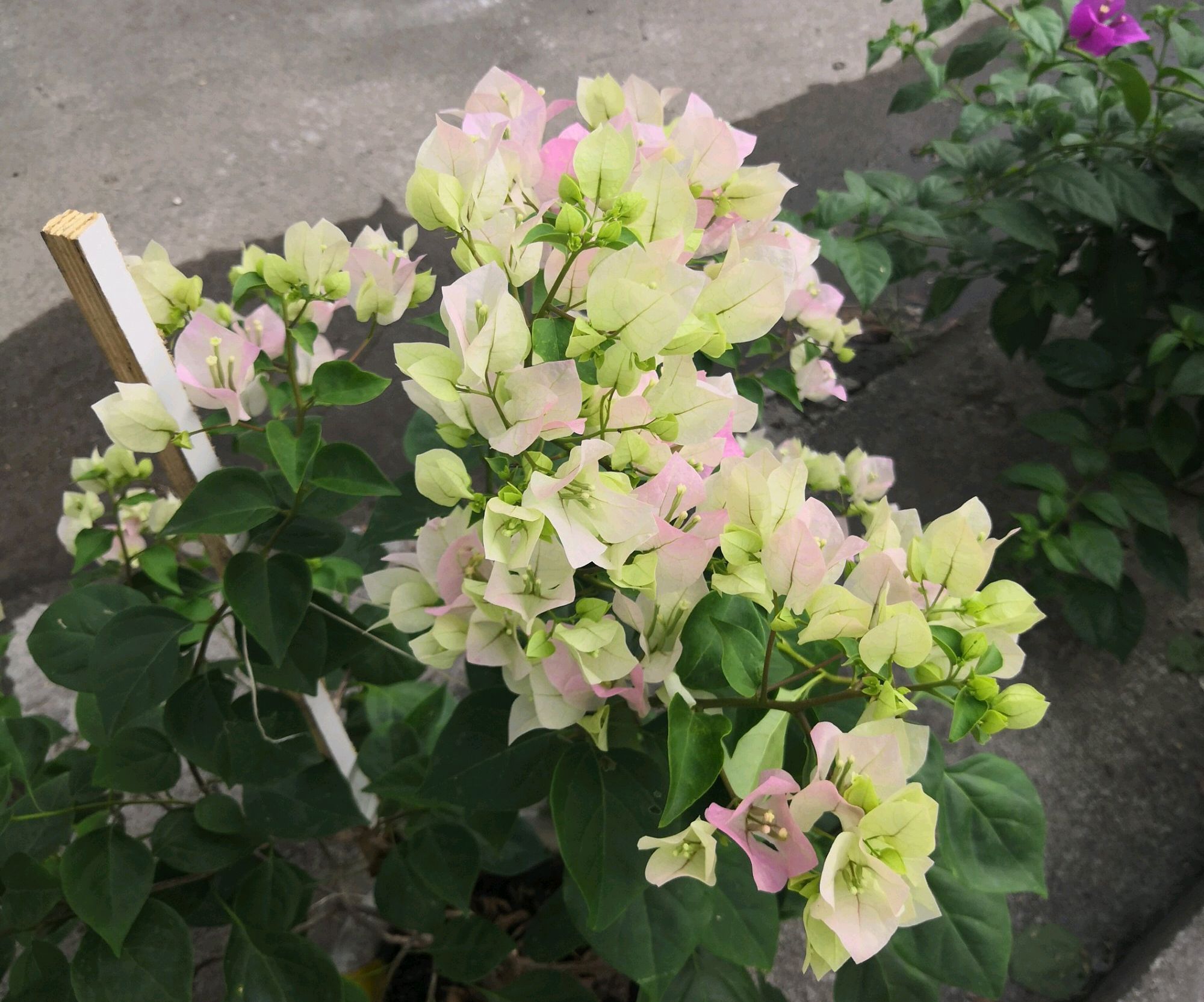 明白|三角梅叶子是变色龙绿色叶子养着养着就变红,搞明白4点就够了