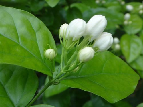 花香味|夏季养茉莉,学会这“3招”,开花开不停,花香味十足