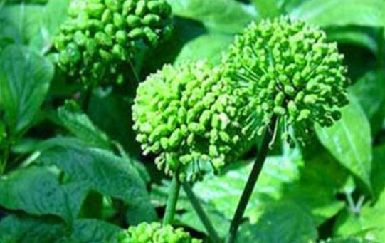 养颜|想长寿要先会吃，3种食物不可少，排毒养颜，身体棒棒哒！