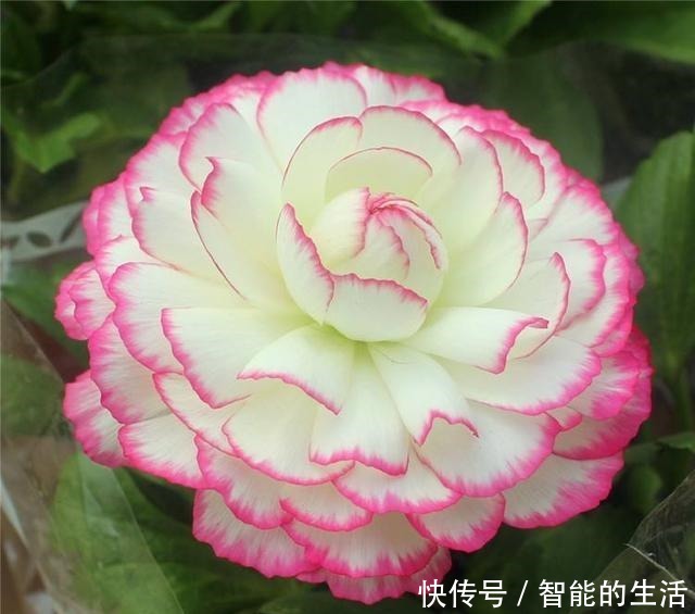 除了蟹爪兰,你可以养“芹菜”,开出牡丹花,花苞色泽艳丽又大朵!