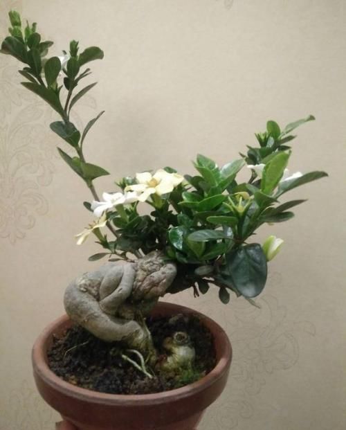 花友会|6种漂亮花,不仅外形美,还越养越值钱,富贵人家都爱养!