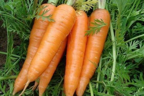 维生素c|常吃胡萝卜好处多,但有两点很重要,不然吃还不如不吃