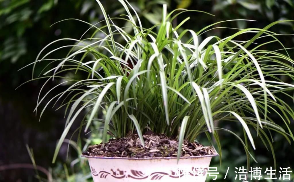 兰花怎么养到爆盆?三点诀窍,知道就很容易了