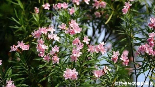 小花|几种“毒花”长得再美也不养,放在室内更不行,看看家里有没有!