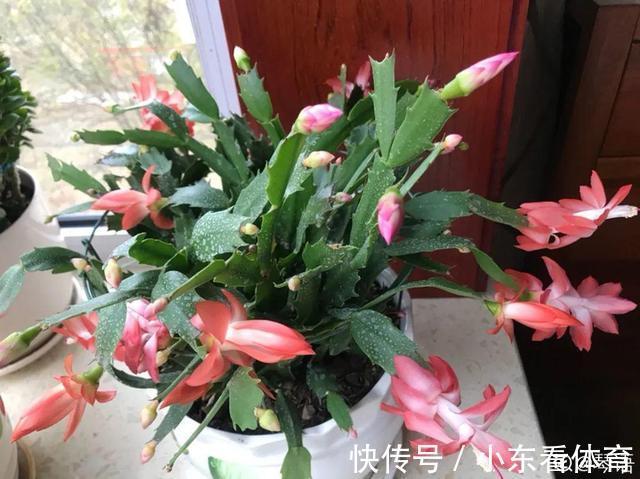 叶子|10种花要控水,天热反而不能浇,一浇水就死