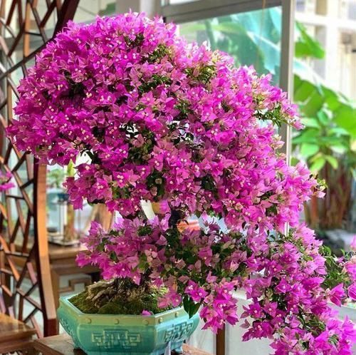 图片作者|家里有这10种花,多修剪少浇水,能养成高价盆景