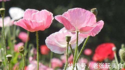 盆栽|4种花堪称花中仙子,花朵超美,开花勤快,种植容易,是盆栽佳品