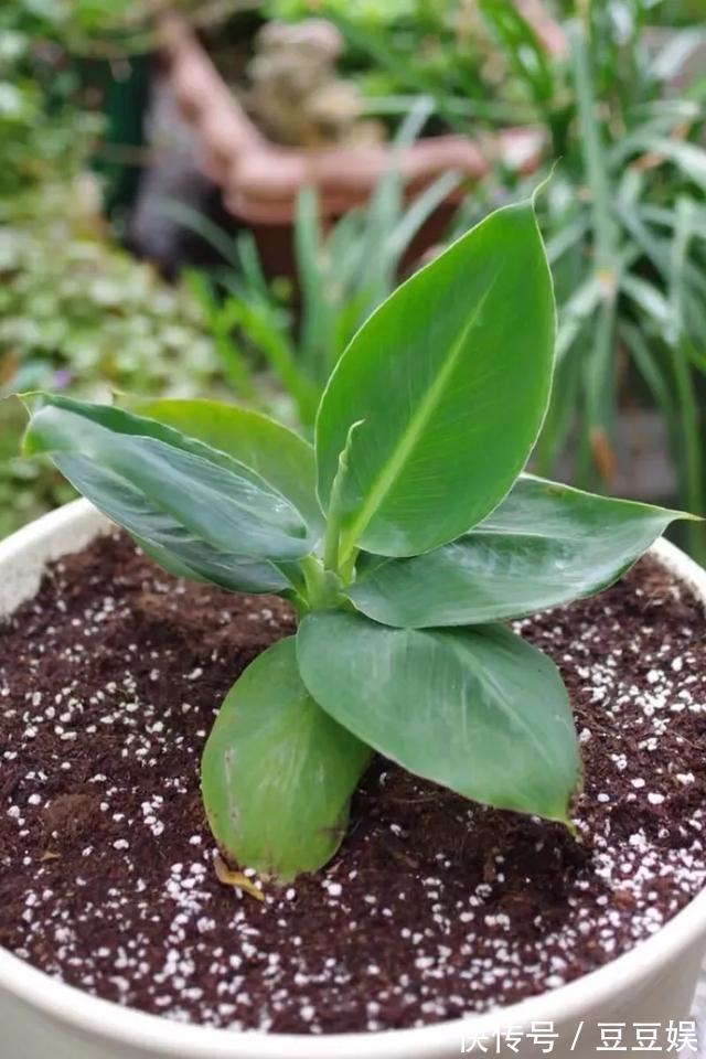 能盆栽的迷你香蕉树,比绿萝还耐阴的花,叶子亮得像打蜡!