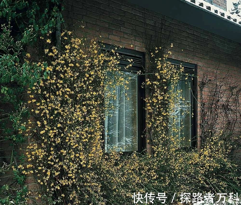 在寒冷的冬春时节灿烂开花的8种观赏花卉,可露养户外,打理简单