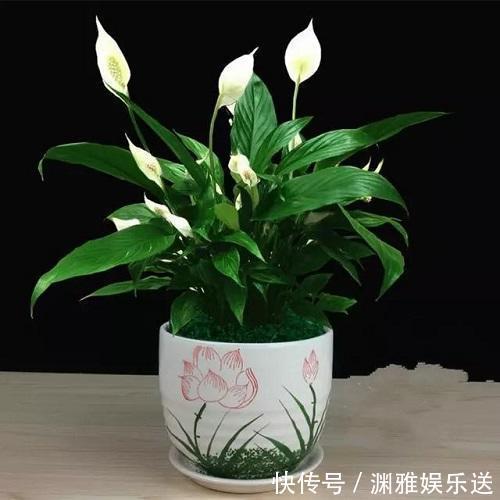 花期|这4种花发现不长个，直接关在“小黑屋”，枝干壮实，花期能提前