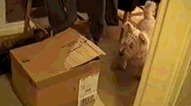 |搞笑GIF：哥们，你这妙招很不错，我咋就没想到呢