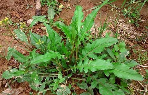 春天最該吃的野菜，很多人去摘，用來(lái)做菜是一絕，全家老少皆喜歡