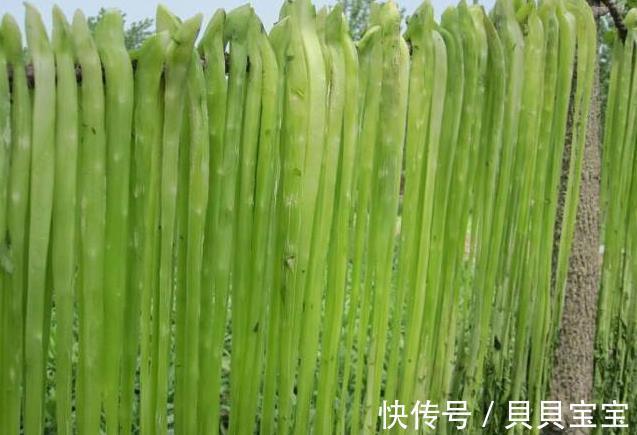 外形长得像莴笋，新鲜的很少有人吃过，晒干后1斤卖40！