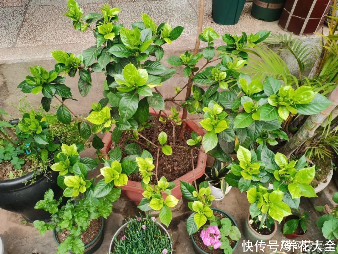 君子兰开完，会有3个“后遗症”，一定要重视