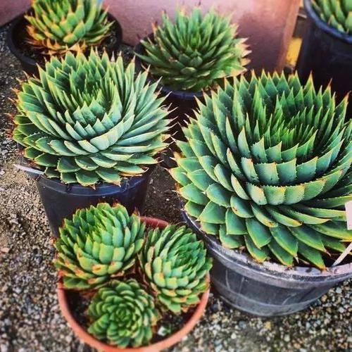 芦荟中的“女王”，价格不菲很少见，做好2点叶片肥厚“转圈圈”