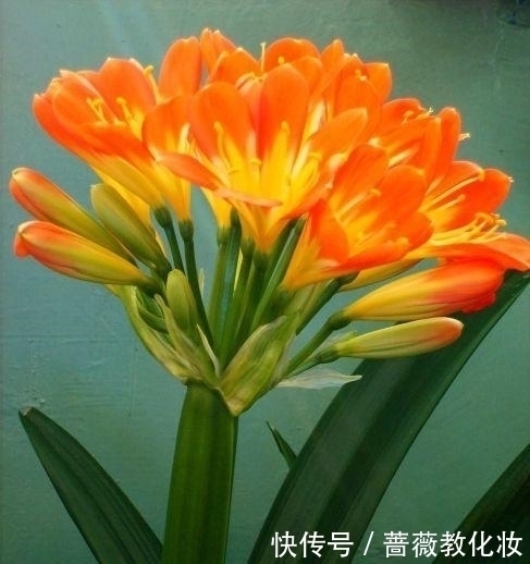 想让你的君子兰开花吗?很简单,只要这样做叶茂花艳都不是问题!