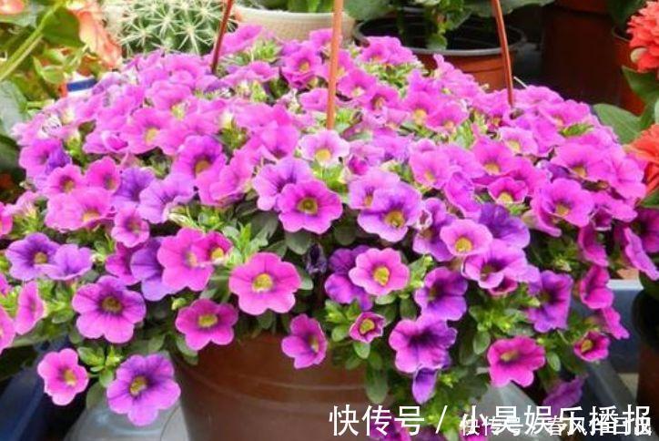 瓷玫瑰|阳台再小也必须养的4种花,一年开花300天,层层交叠,烂漫迷人眼