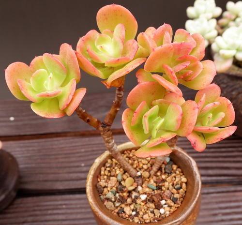 6种普货多肉,颜值高好养护,长成悬崖桩,看起来真过瘾!
