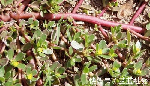 排毒养颜|5种让人头疼的“害草”,个个都是“抗癌王”,比蒲公英好100倍