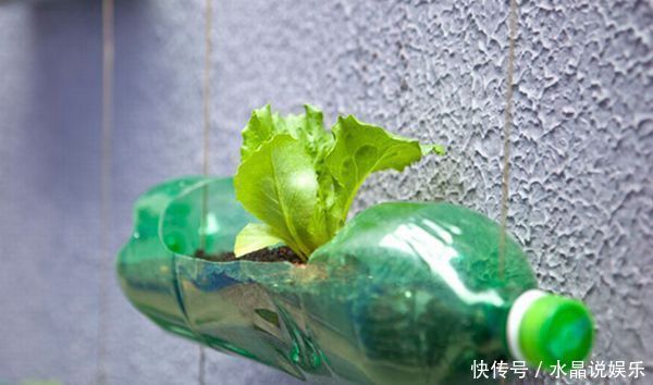 生根|矿泉水瓶有“大作用”,10个“用法”最经典,可以种豆芽、养花