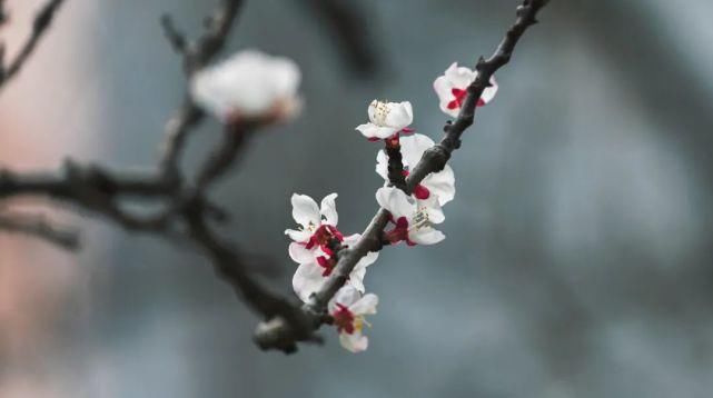 又是一年春意暖,杏花枝头闹