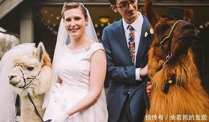 趣图:婚礼的时候一般会邀请什么人?嗯,草泥马伴娘没见过吧?