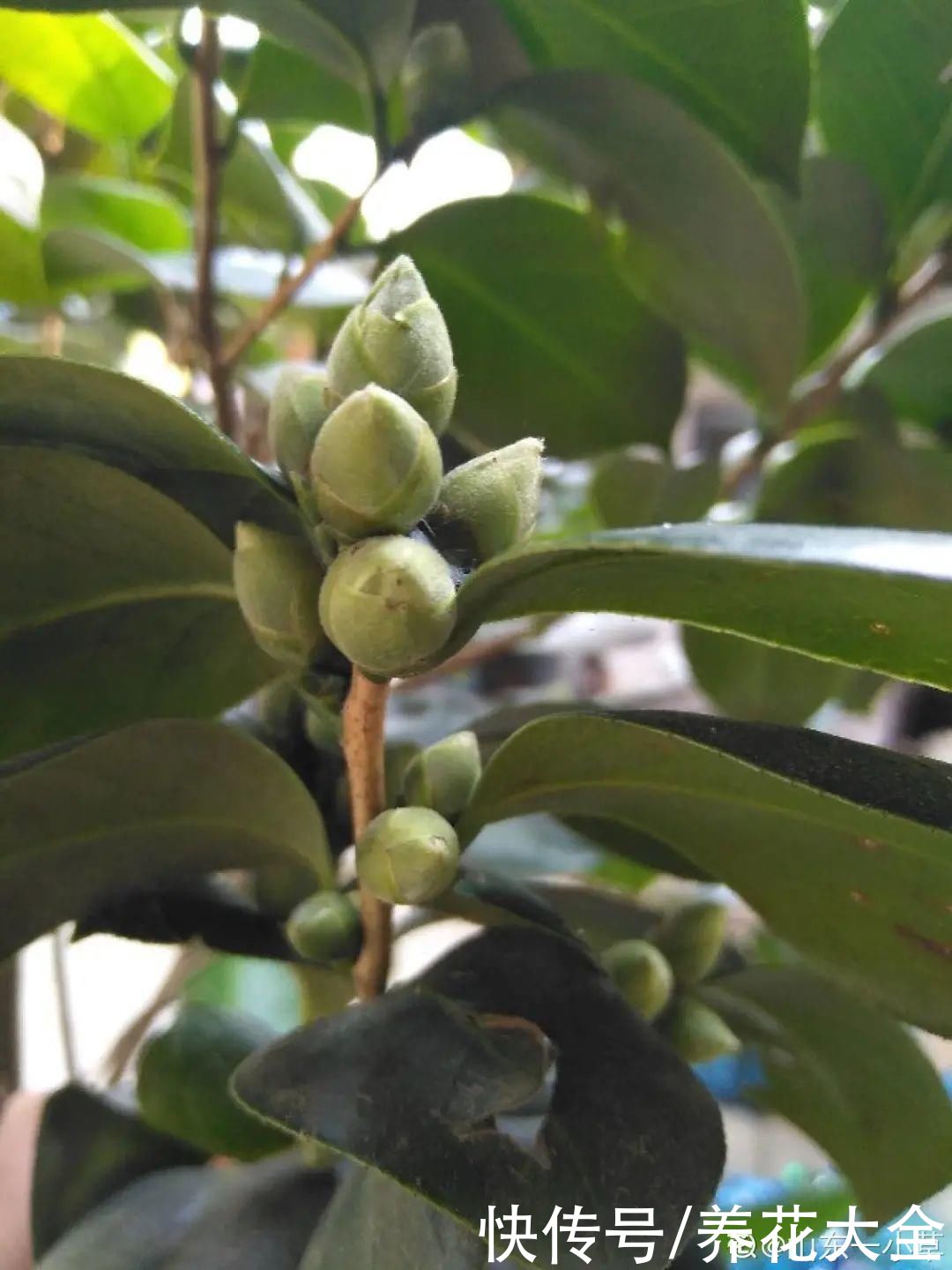 月季|8种花，现在快施肥，秋天开出满树花