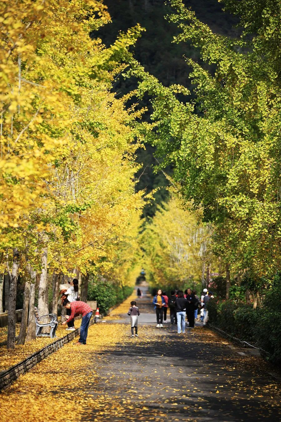 文旅融合|快来唷! 天台这条“黄金大道”已经美翻了! 错过又要等一年!