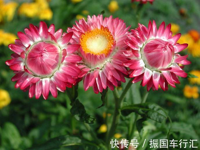喜欢菊花,不如养盆优良名菊“蜡菊”,美轮美奂,爆成菊花海!