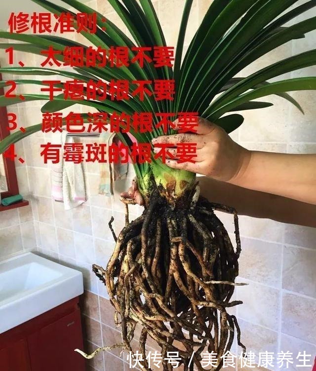 偷偷告诉你，高手养花必备“4个技巧”，养啥花都能“枝粗叶绿”！