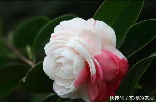 花型|茶花有3“喜”,了解掌握,叶子油绿,花朵鲜艳花型大!