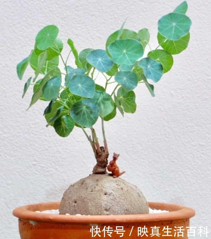  中药材|听名字就很贵，千金藤属的奇异多肉，还是一味重要的中药材