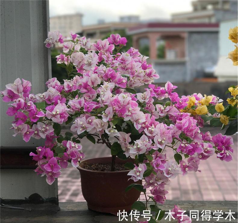 养护|养花试试这几款,养护得当,条件适宜,不管什么季节都可以开花