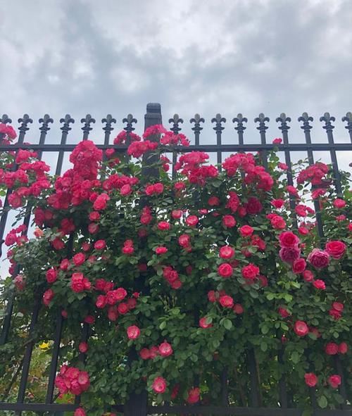 想拥有一面花墙吗？养棵“安吉拉”吧，春夏秋三季开爆，又美又香