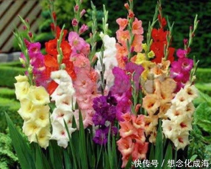 4种“漂亮花”,花色艳、花量大,一开就美爆,养1盆超美!