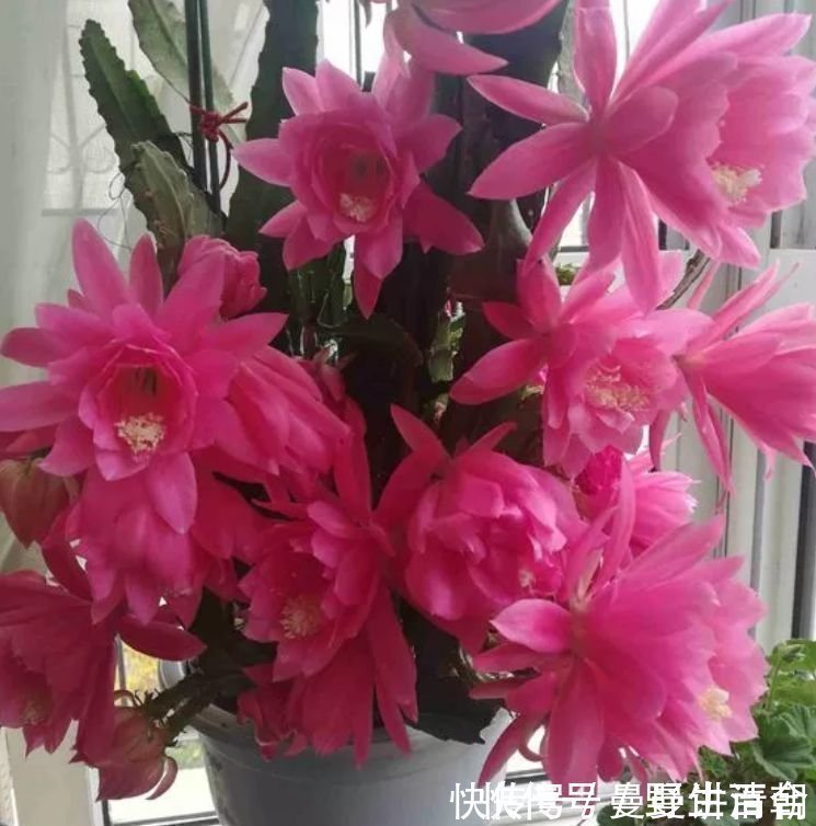 紫菀|懒人最爱养的花,半月不浇水照样爆盆,花苞爬满枝头,绚丽多彩