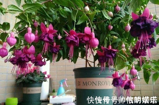 绿萝|比绿萝还漂亮的花,一个枝泡水里,10天长根,喜庆好看,一开99朵