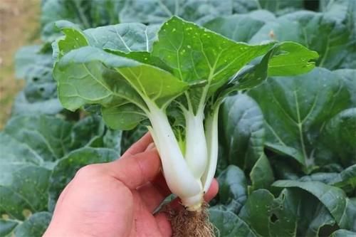 养颜|女性到了中年，常吃的三种食物，补血养颜，排毒抗衰老