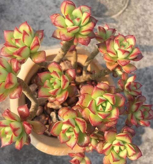 色素|砰砰疯长的多肉植物,该如何养出好状态用它补水上色贼快