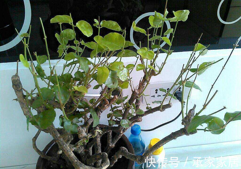 秋天养茉莉?进入“虚弱期”,养壮是关键,明年开花翻一倍