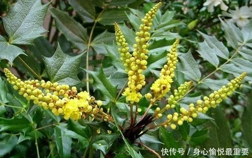 若在山中遇见“它”，请引起重视，别有意破坏，价值高，不允许！